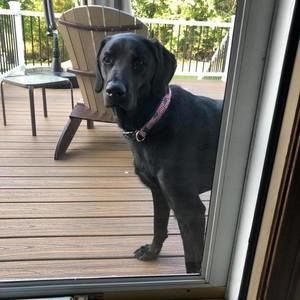 Meet your Posher, Rose